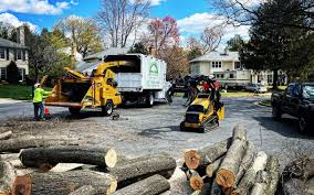 Best Stump Grinding and Removal  in South Dennis, NJ