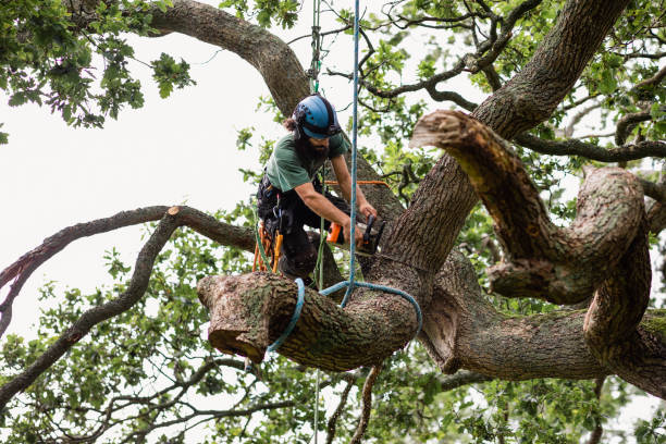 Reliable South Dennis, NJ Tree Care Solutions